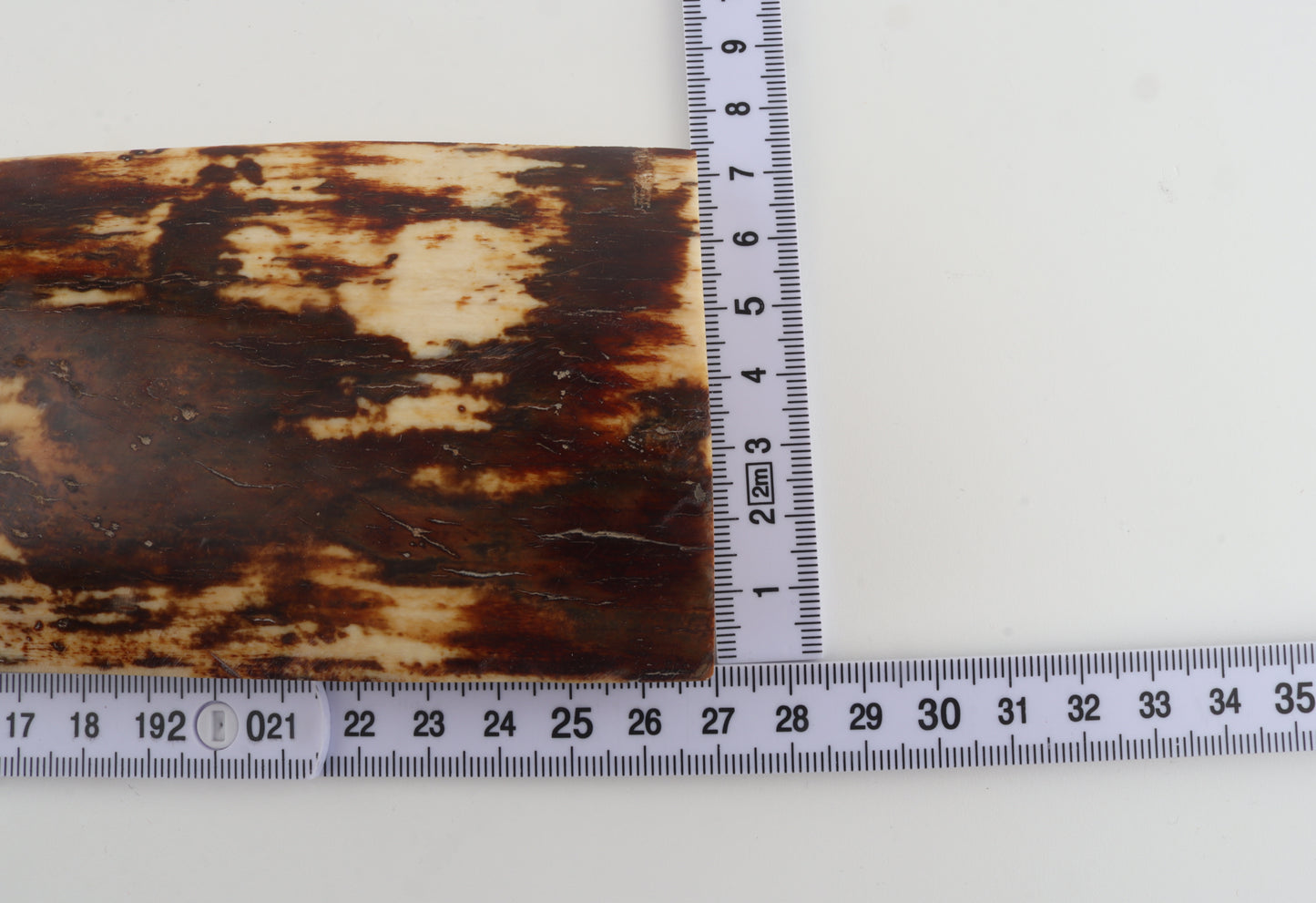 White-brown mammoth bark