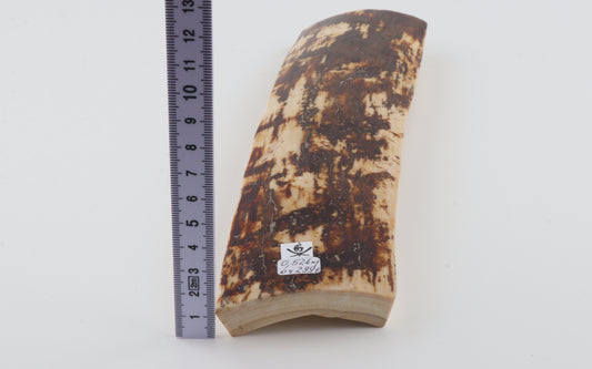 White-brown mammoth bark