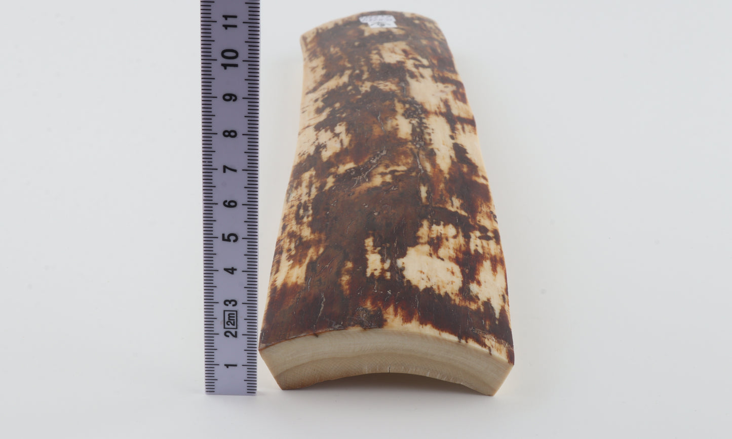 White-brown mammoth bark