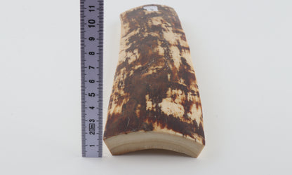 White-brown mammoth bark