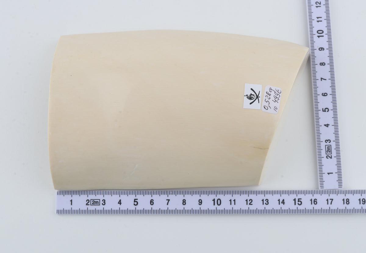 White mammoth ivory segment