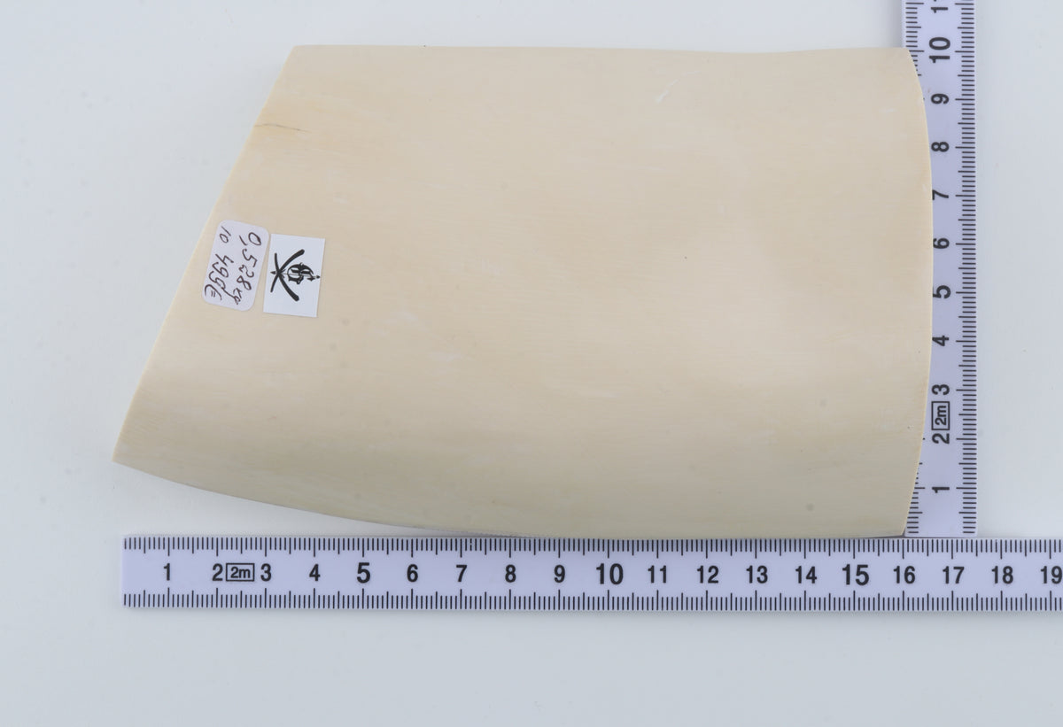 White mammoth ivory segment