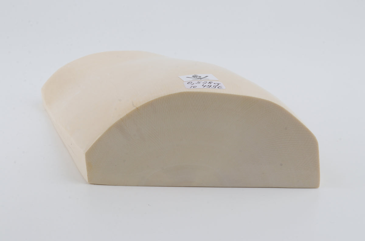 White mammoth ivory segment