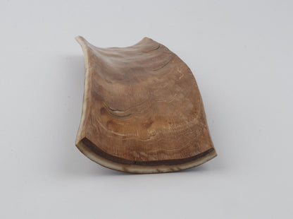 Brown mammoth bark