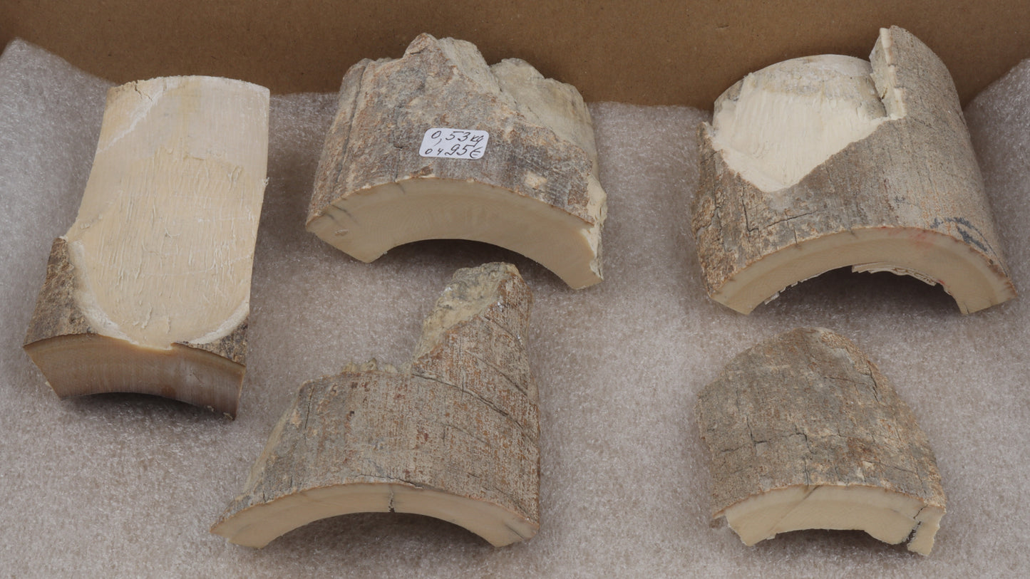 Raw mammoth ivory pieces