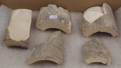 Raw mammoth ivory pieces