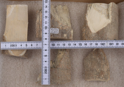 Raw mammoth ivory pieces