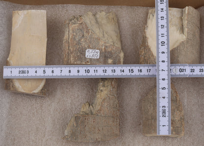 Raw mammoth ivory pieces