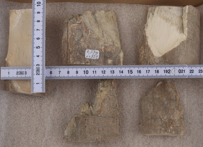 Raw mammoth ivory pieces
