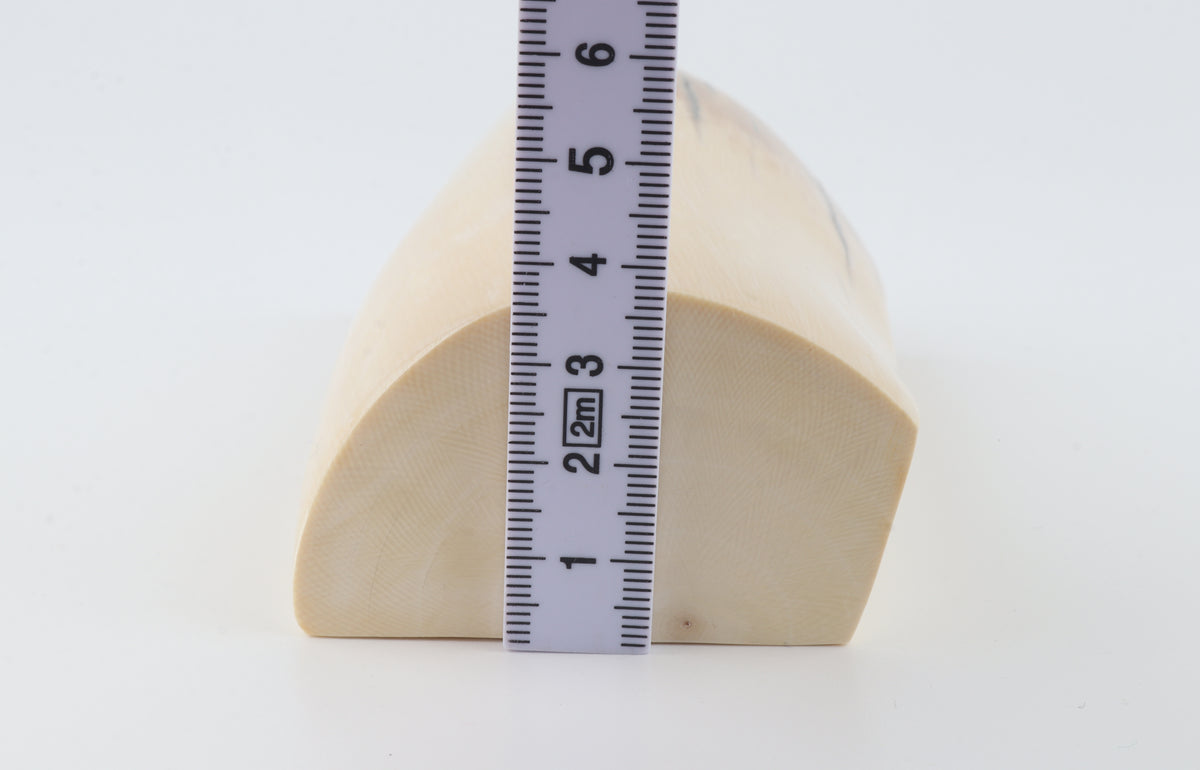 Natural mammoth ivory segment