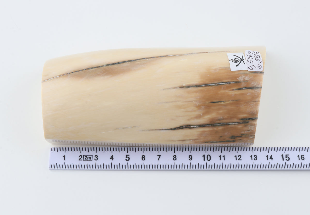 Natural mammoth ivory segment
