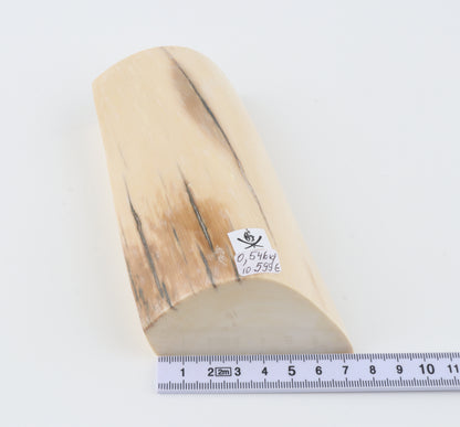 Natural mammoth ivory segment