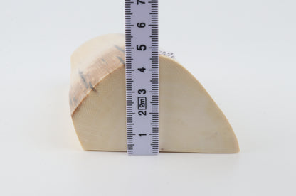 Natural mammoth ivory segment