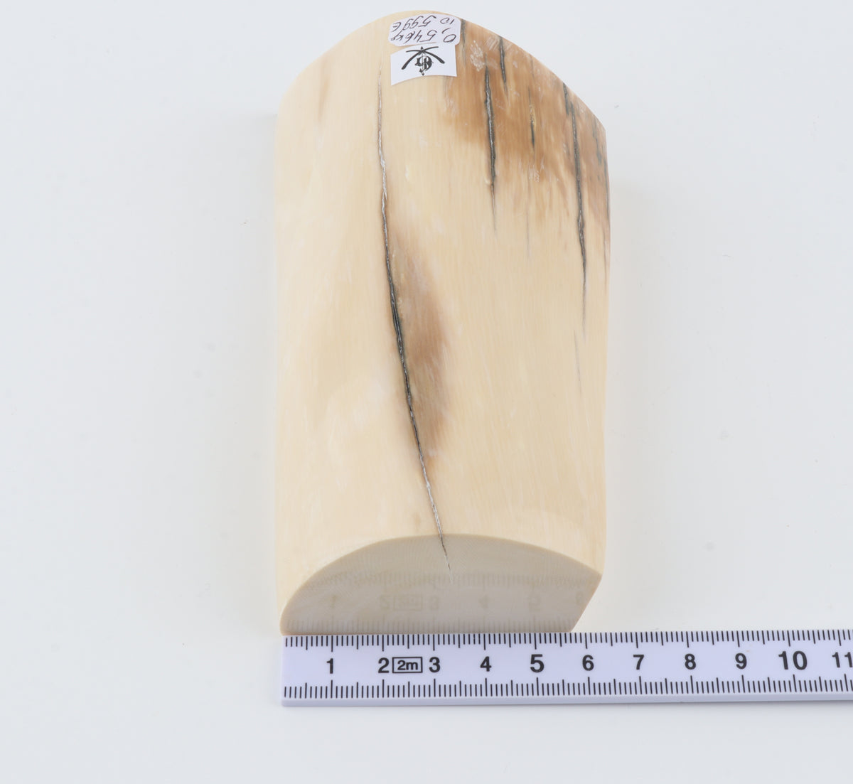 Natural mammoth ivory segment