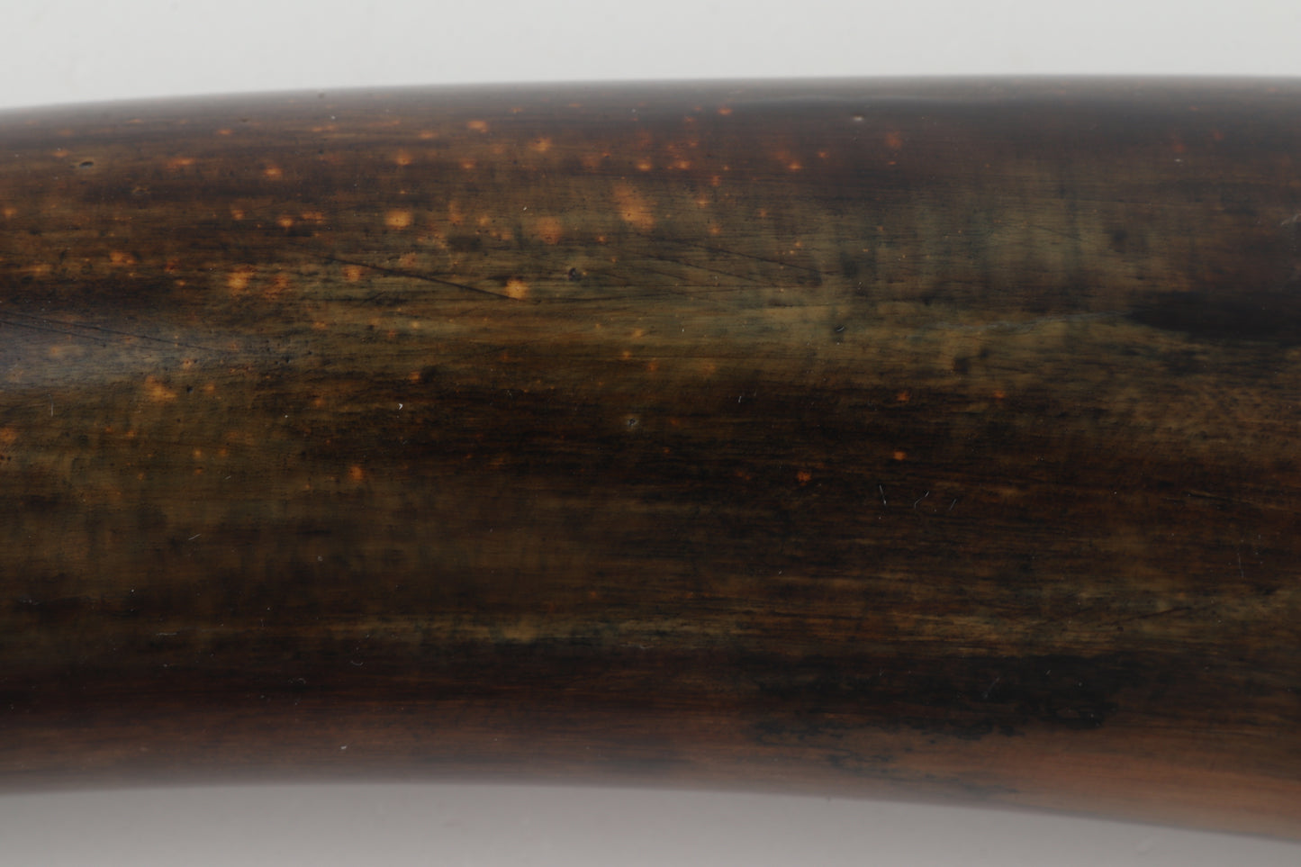 Restored mammoth tusk tip