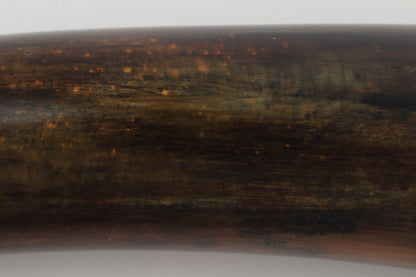 Restored mammoth tusk tip