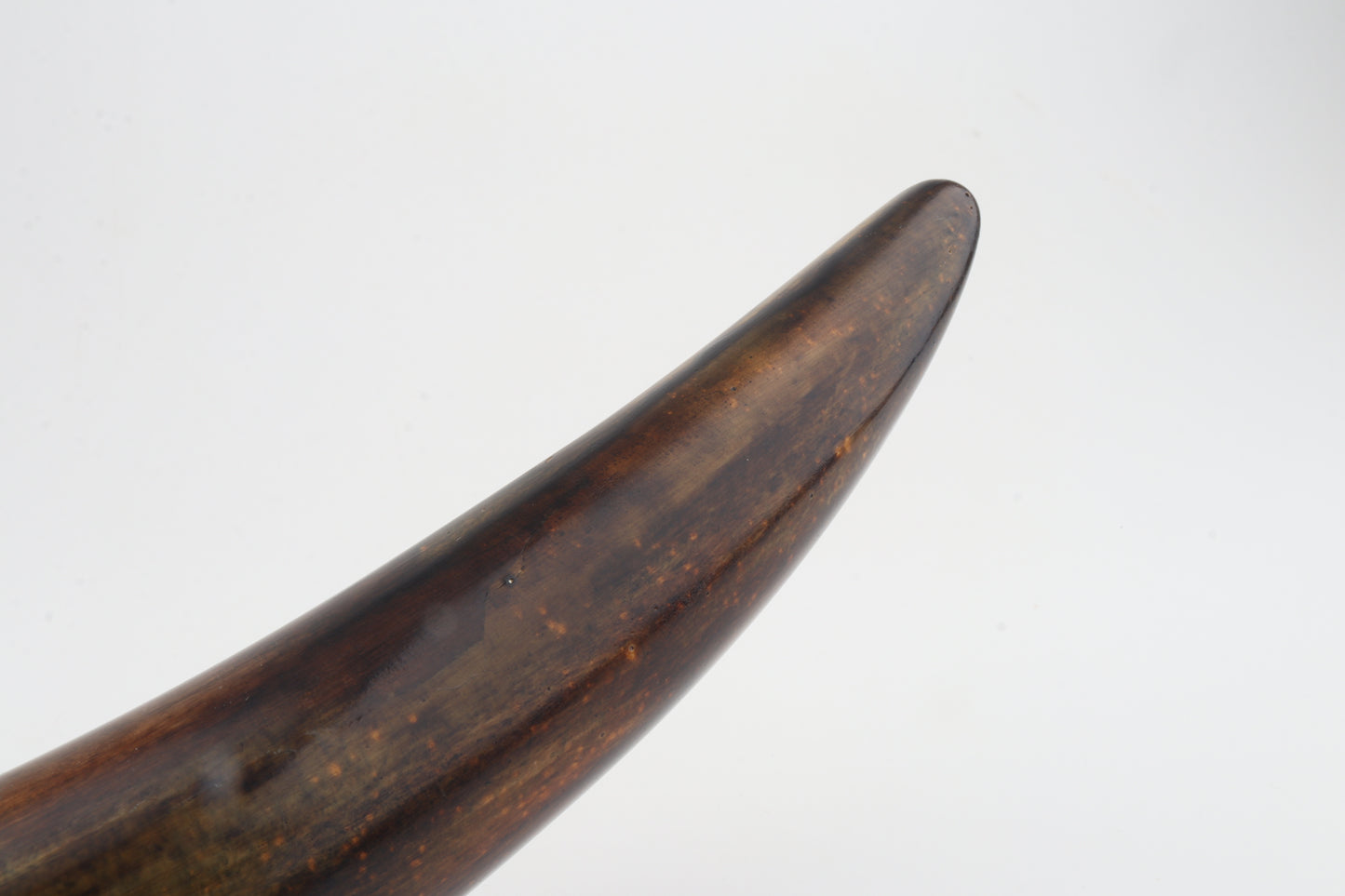 Restored mammoth tusk tip