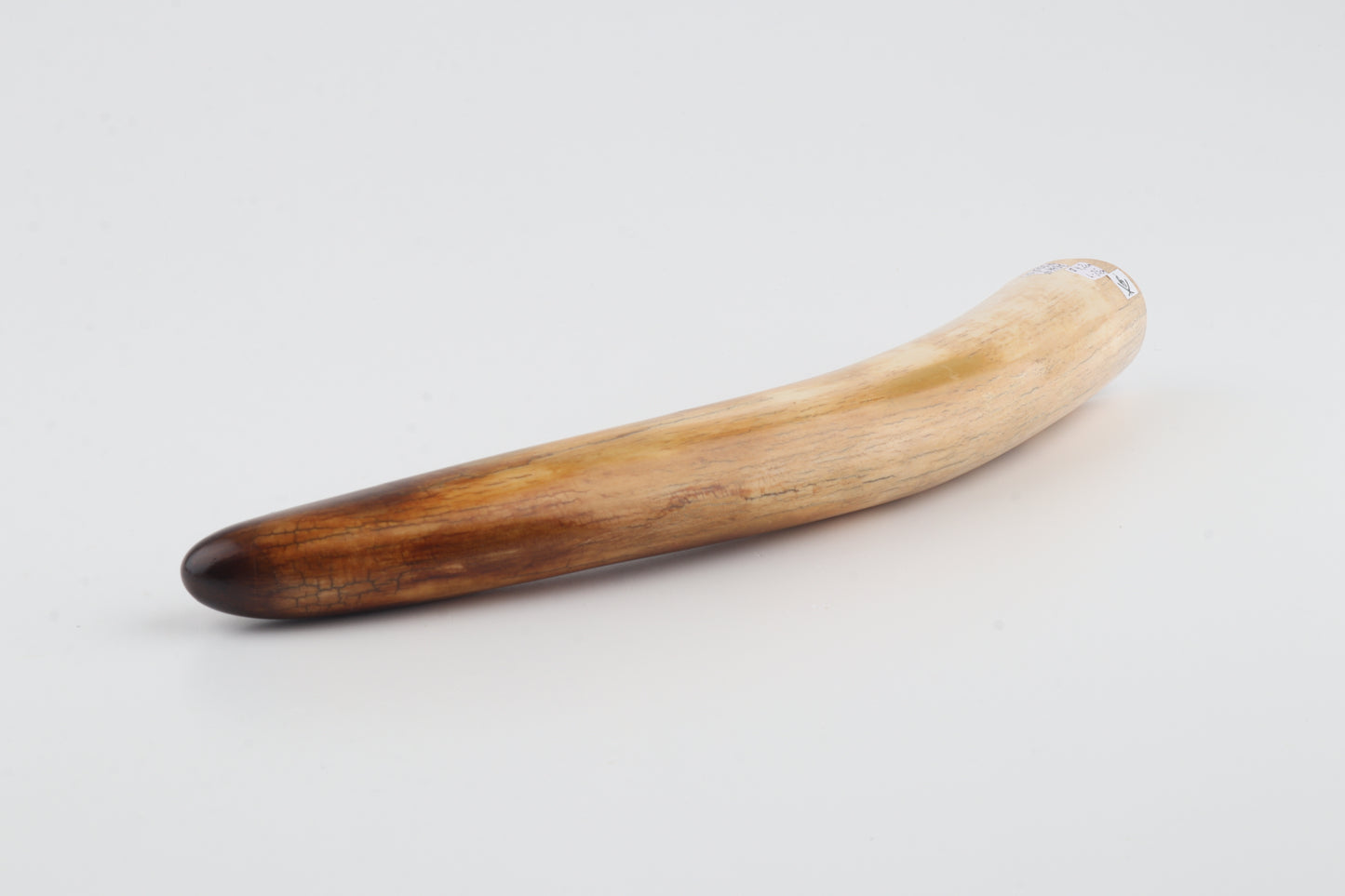 Restored woolly mammoth tusk tip