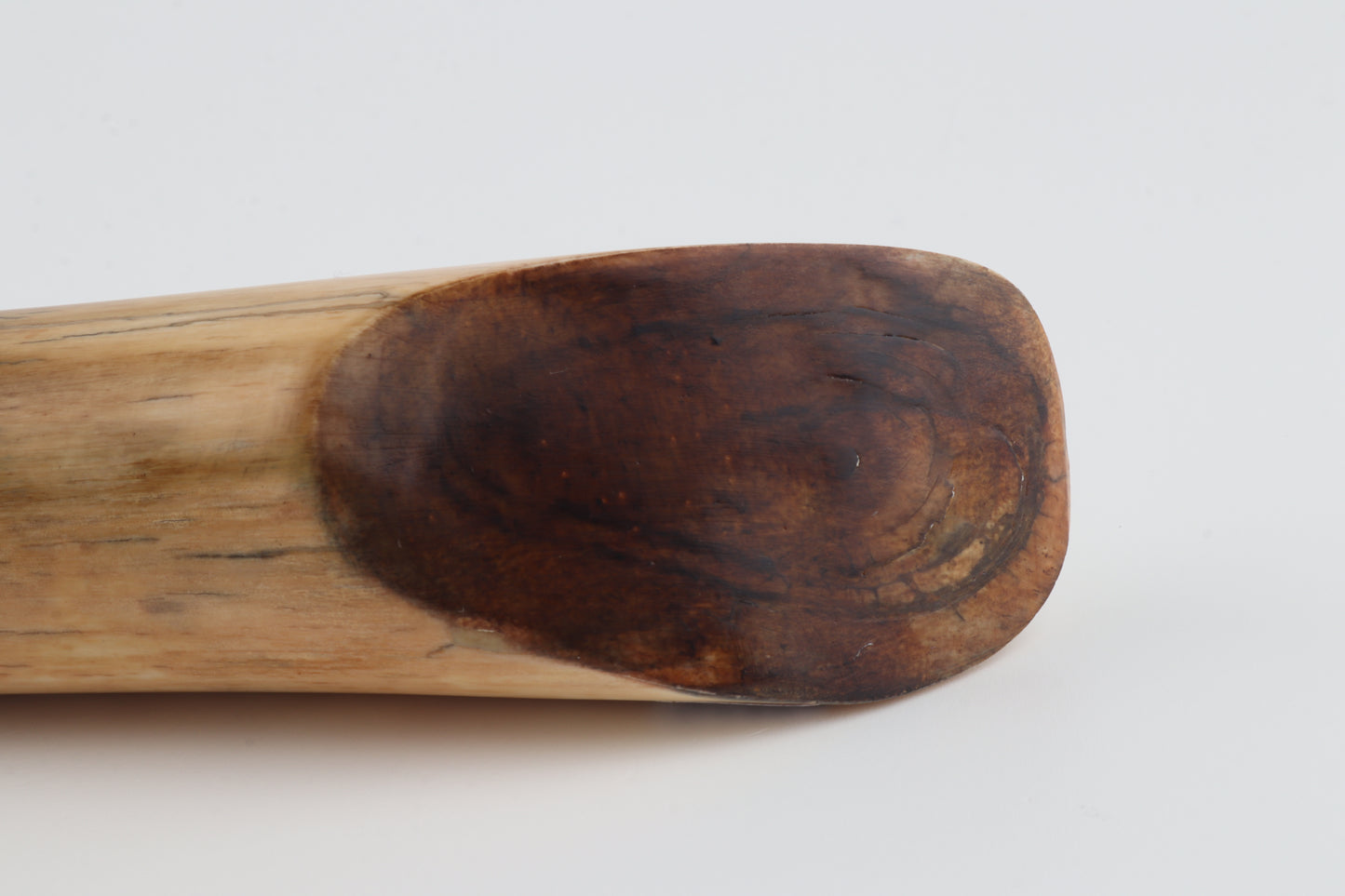 Restored woolly mammoth tusk tip