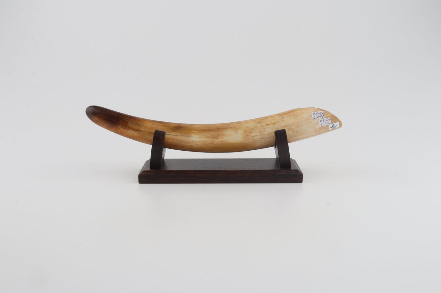 Restored woolly mammoth tusk tip