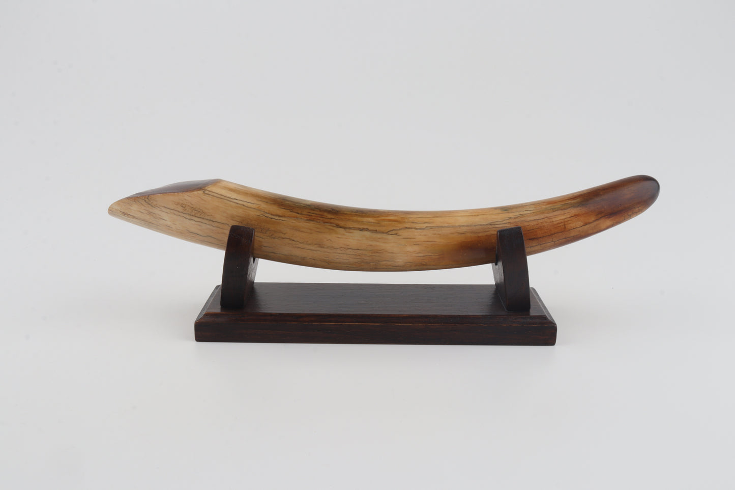 Restored woolly mammoth tusk tip