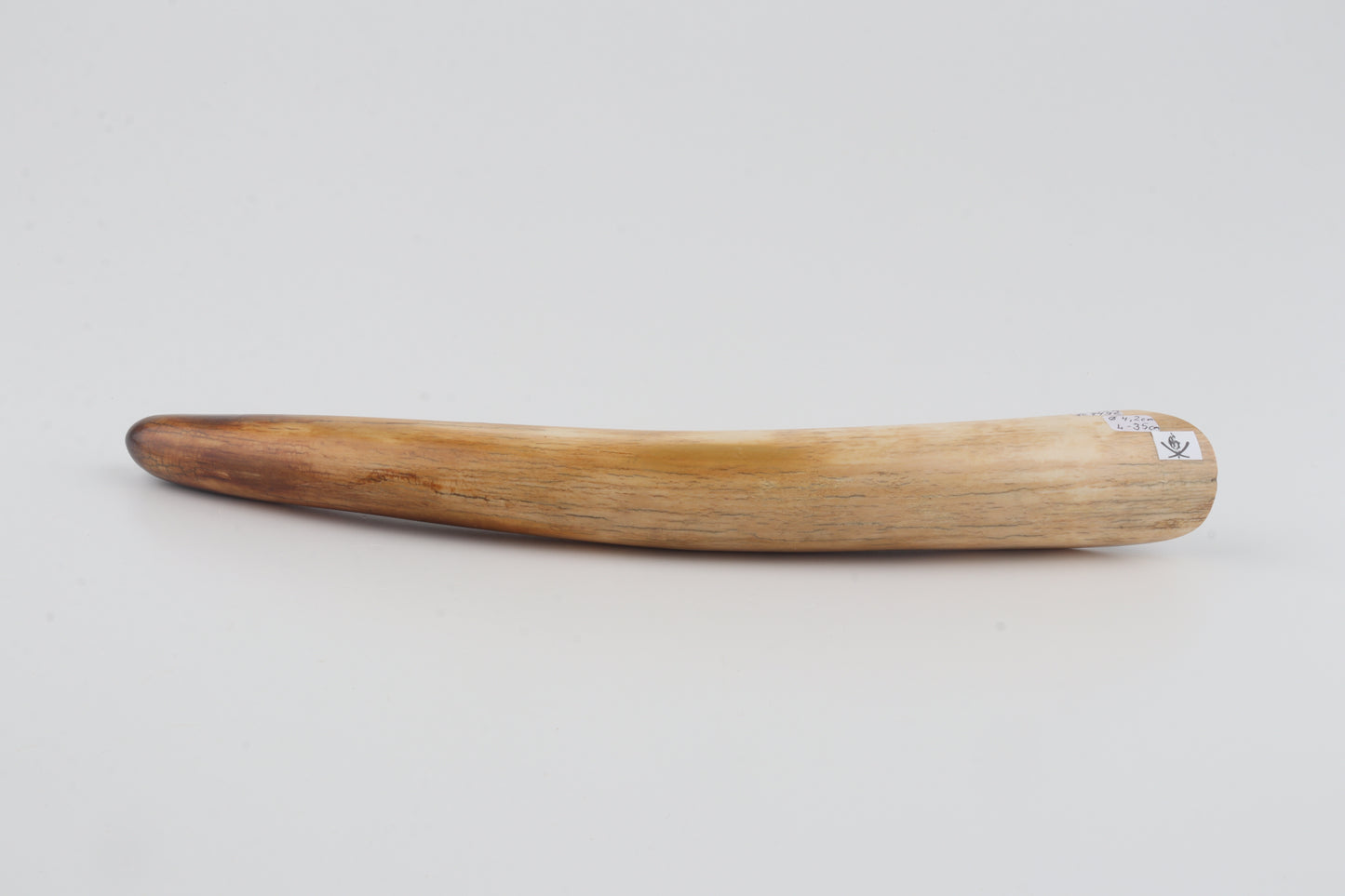 Restored woolly mammoth tusk tip