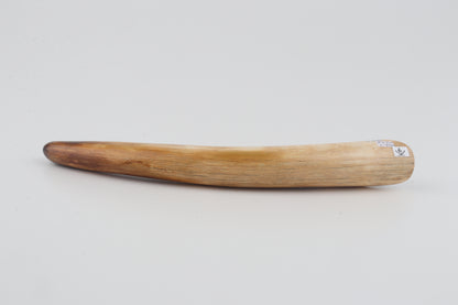 Restored woolly mammoth tusk tip