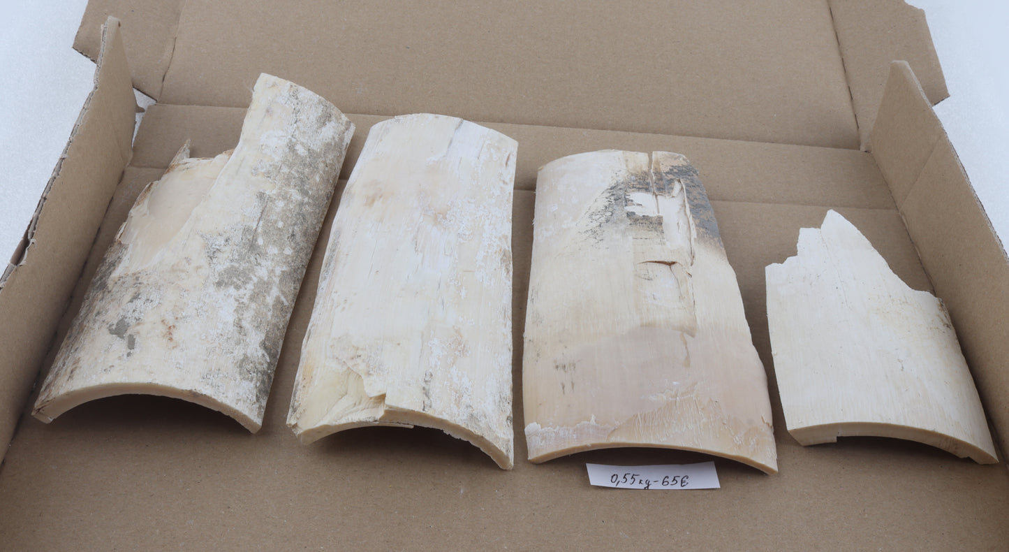 Untreated mammoth ivory pieces