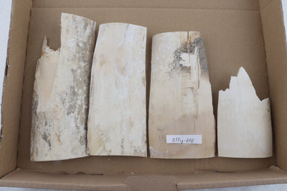 Untreated mammoth ivory pieces