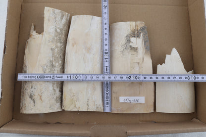 Untreated mammoth ivory pieces