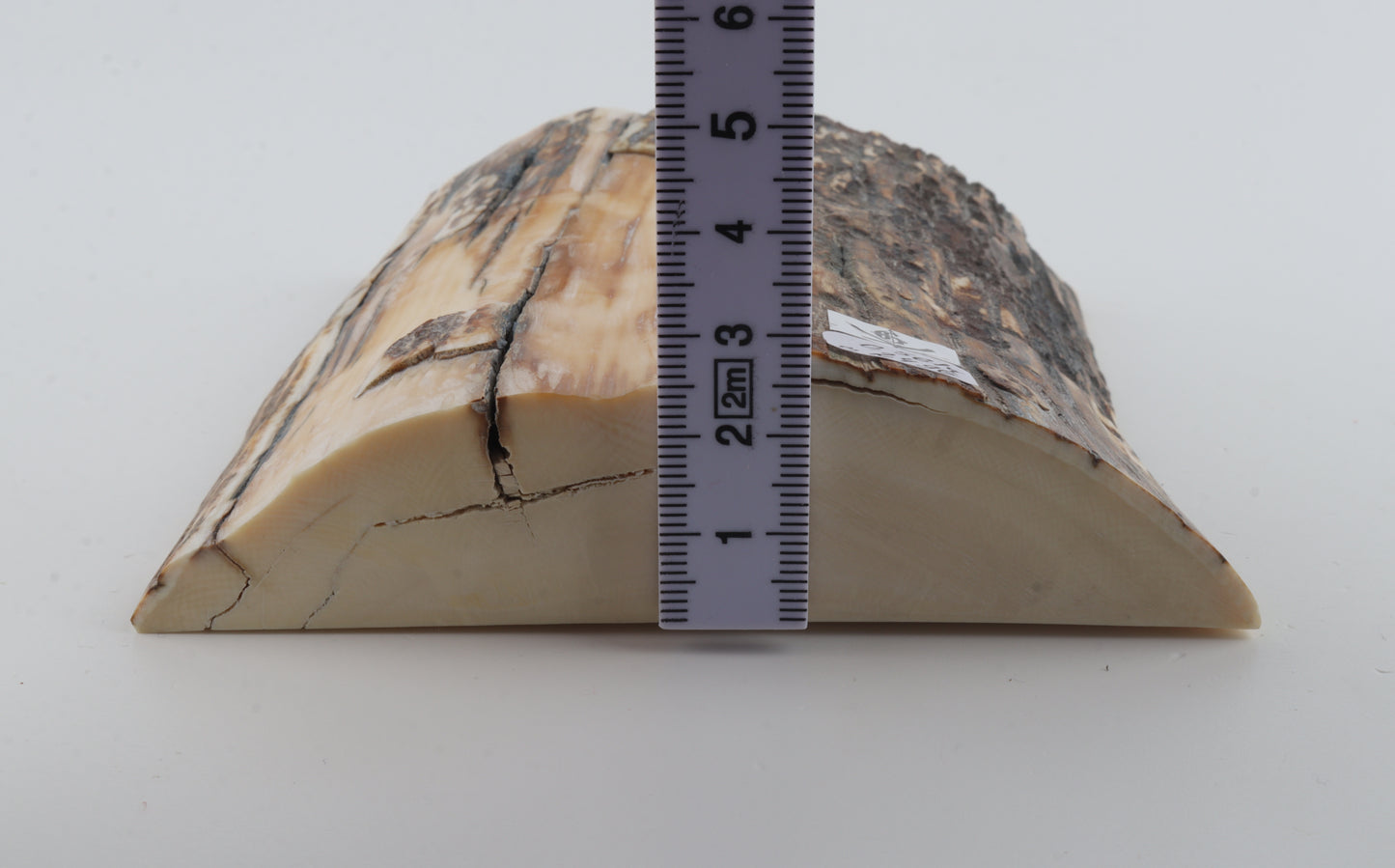 Natural mammoth ivory piece