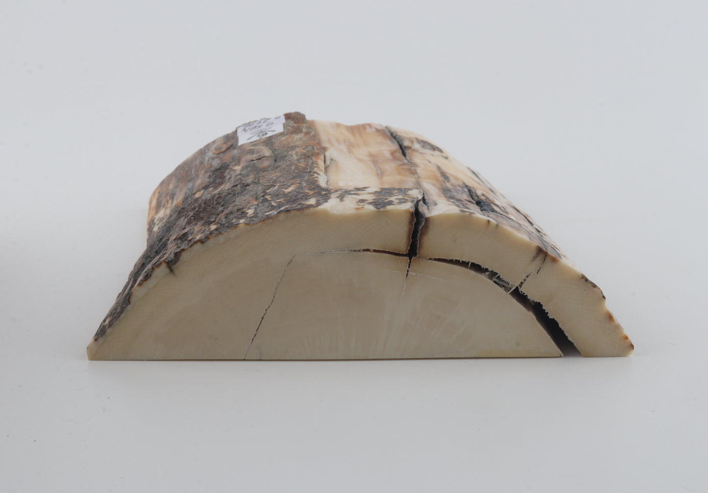 Natural mammoth ivory piece