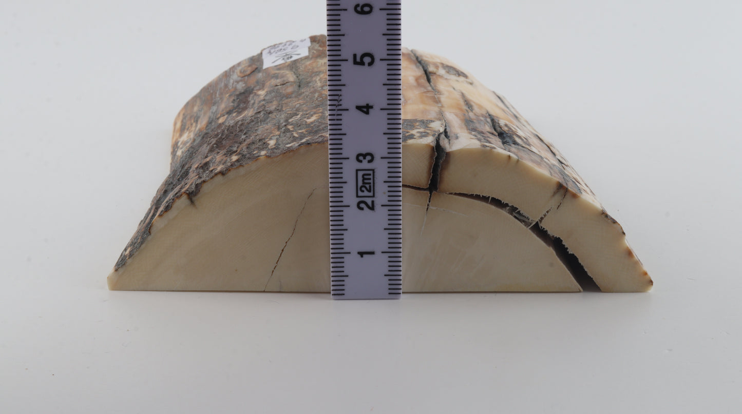 Natural mammoth ivory piece