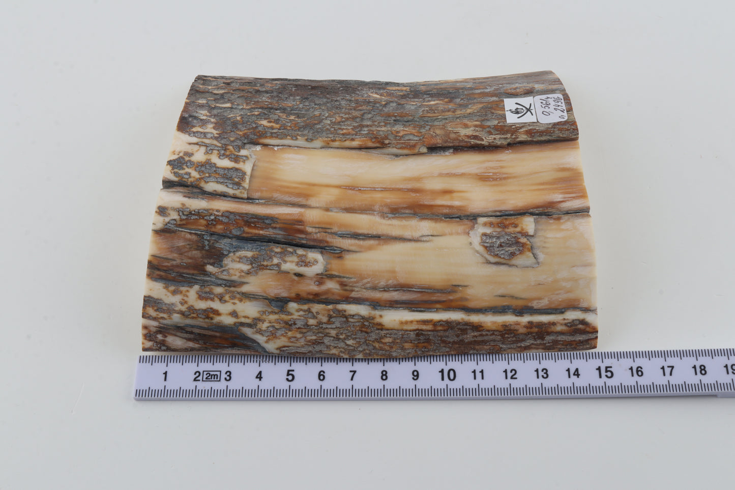 Natural mammoth ivory piece