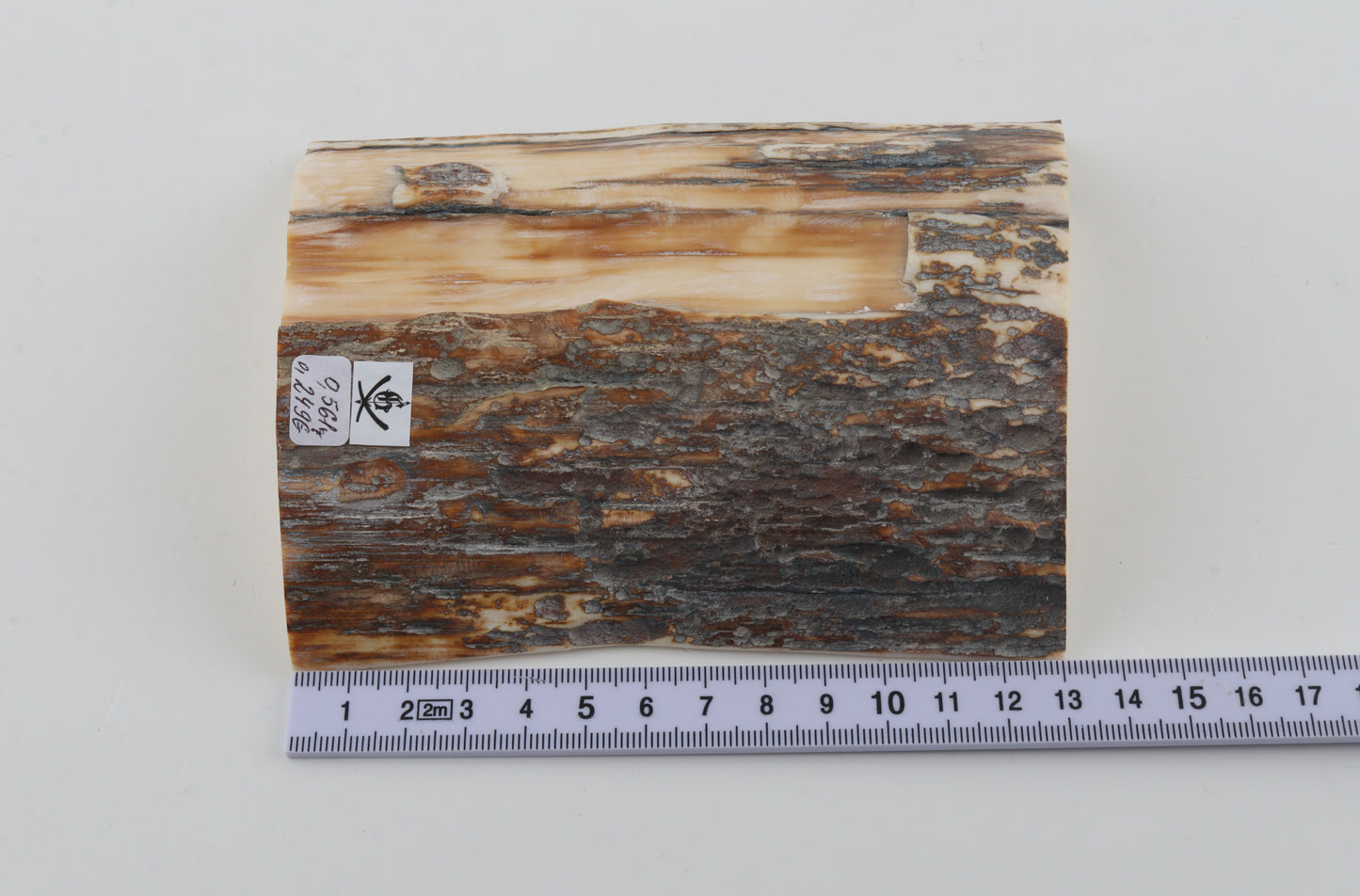 Natural mammoth ivory piece