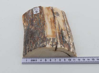 Natural mammoth ivory piece