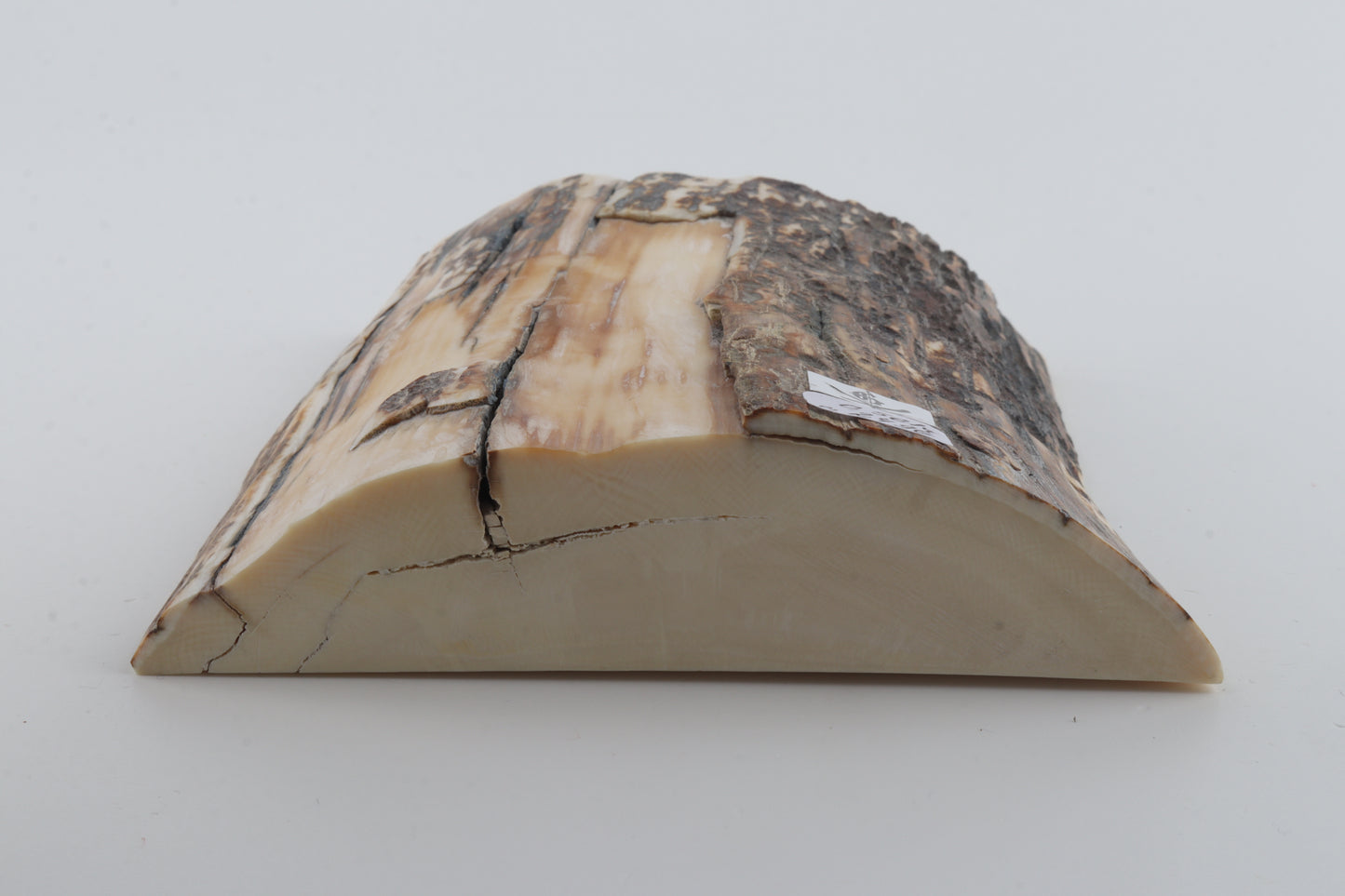 Natural mammoth ivory piece