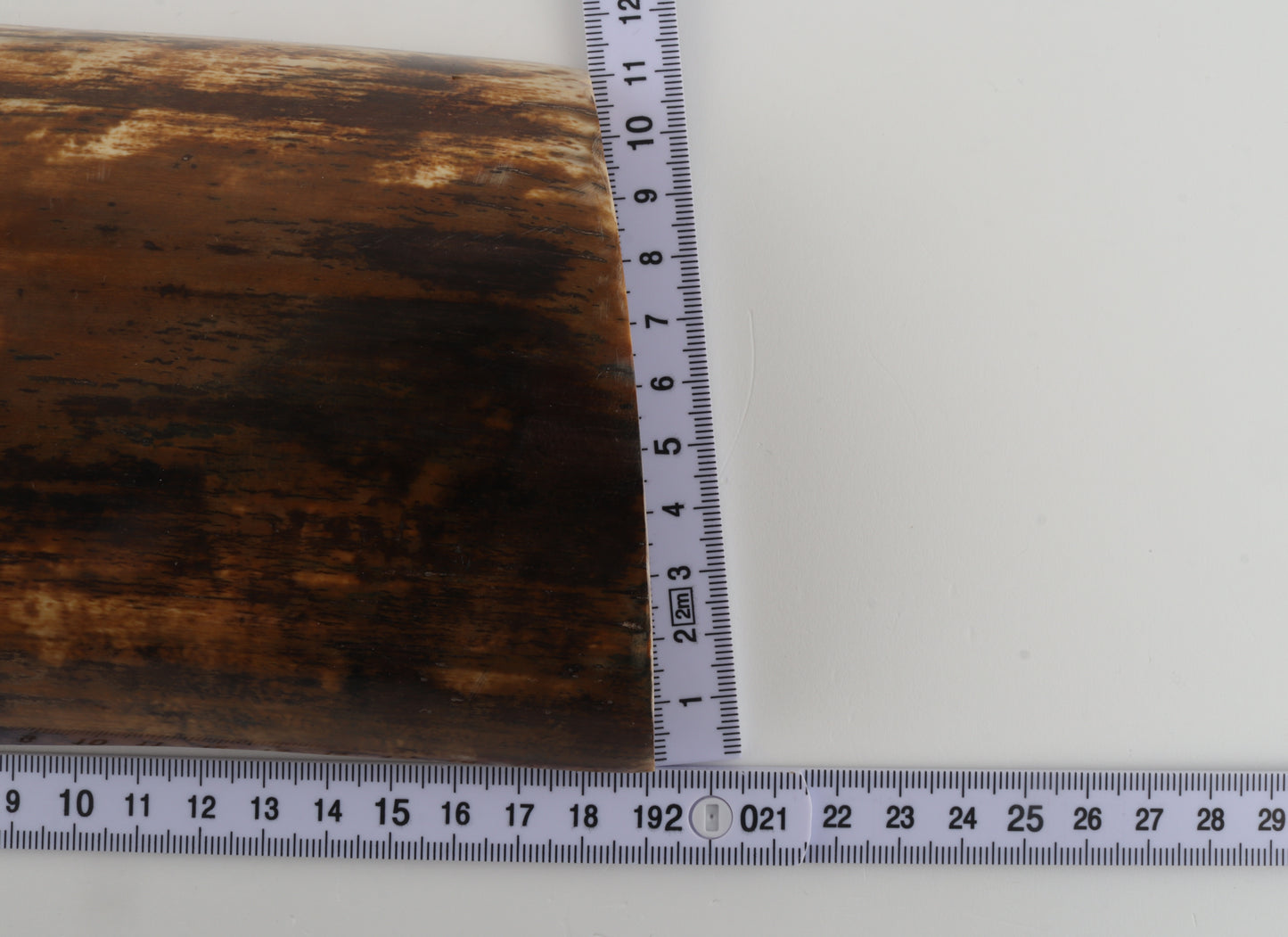 Brown woolly mammoth bark