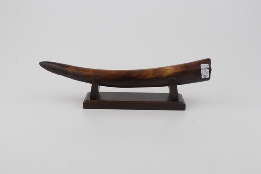 Restored woolly mammoth tusk