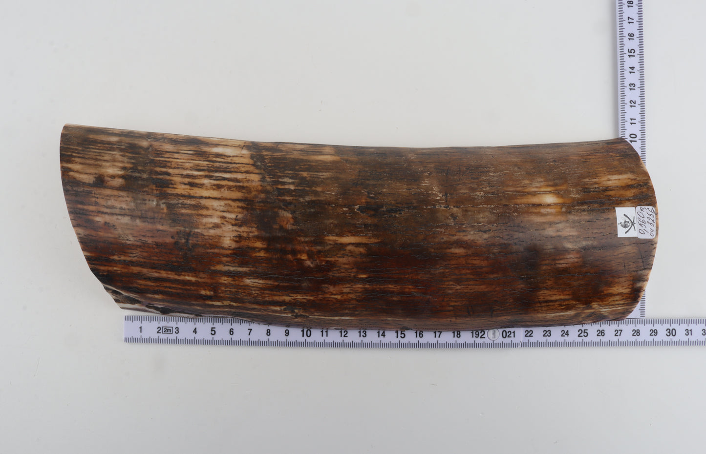 Brown-orange mammoth bark