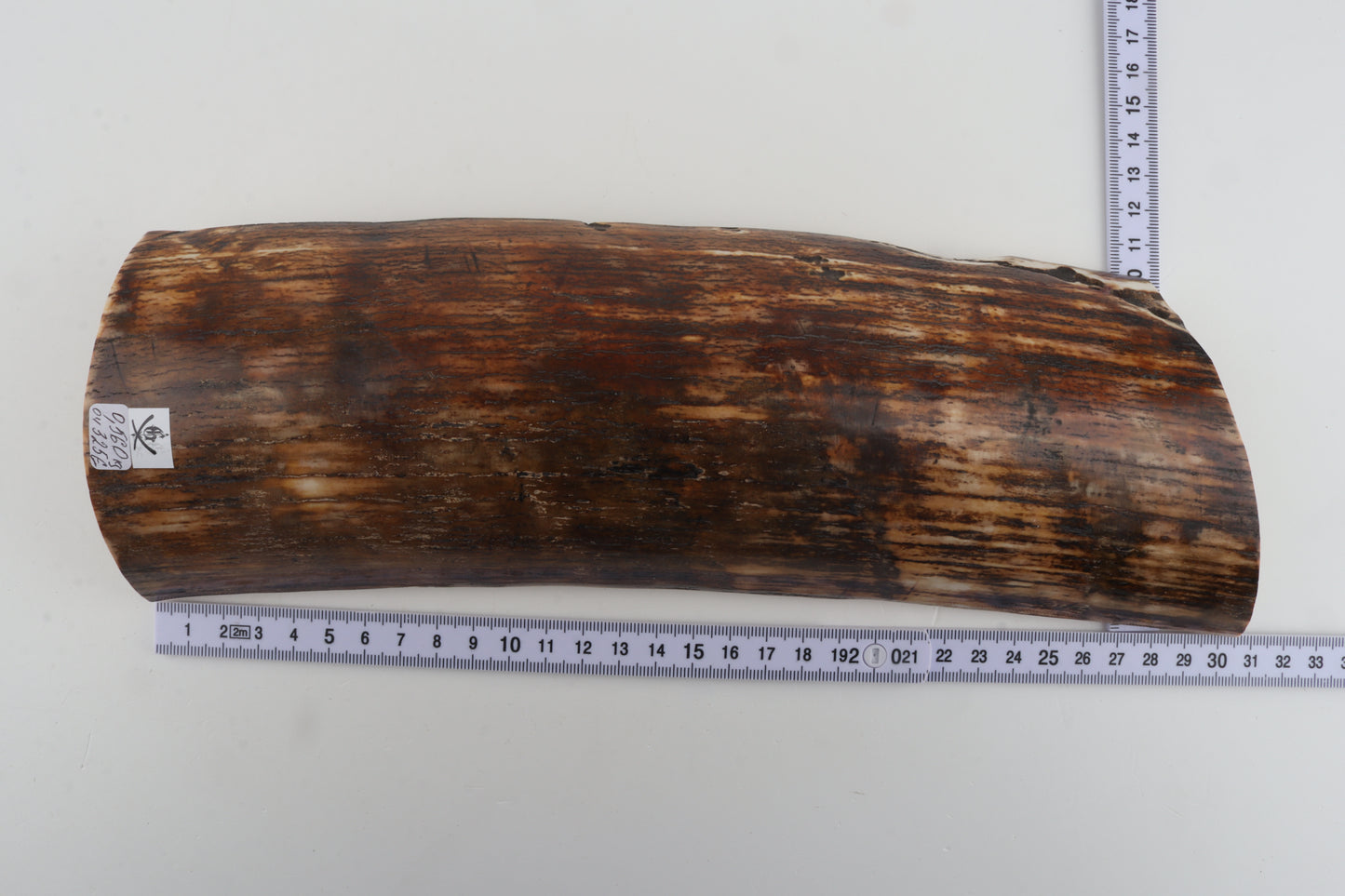 Brown-orange mammoth bark