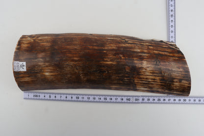 Brown-orange mammoth bark