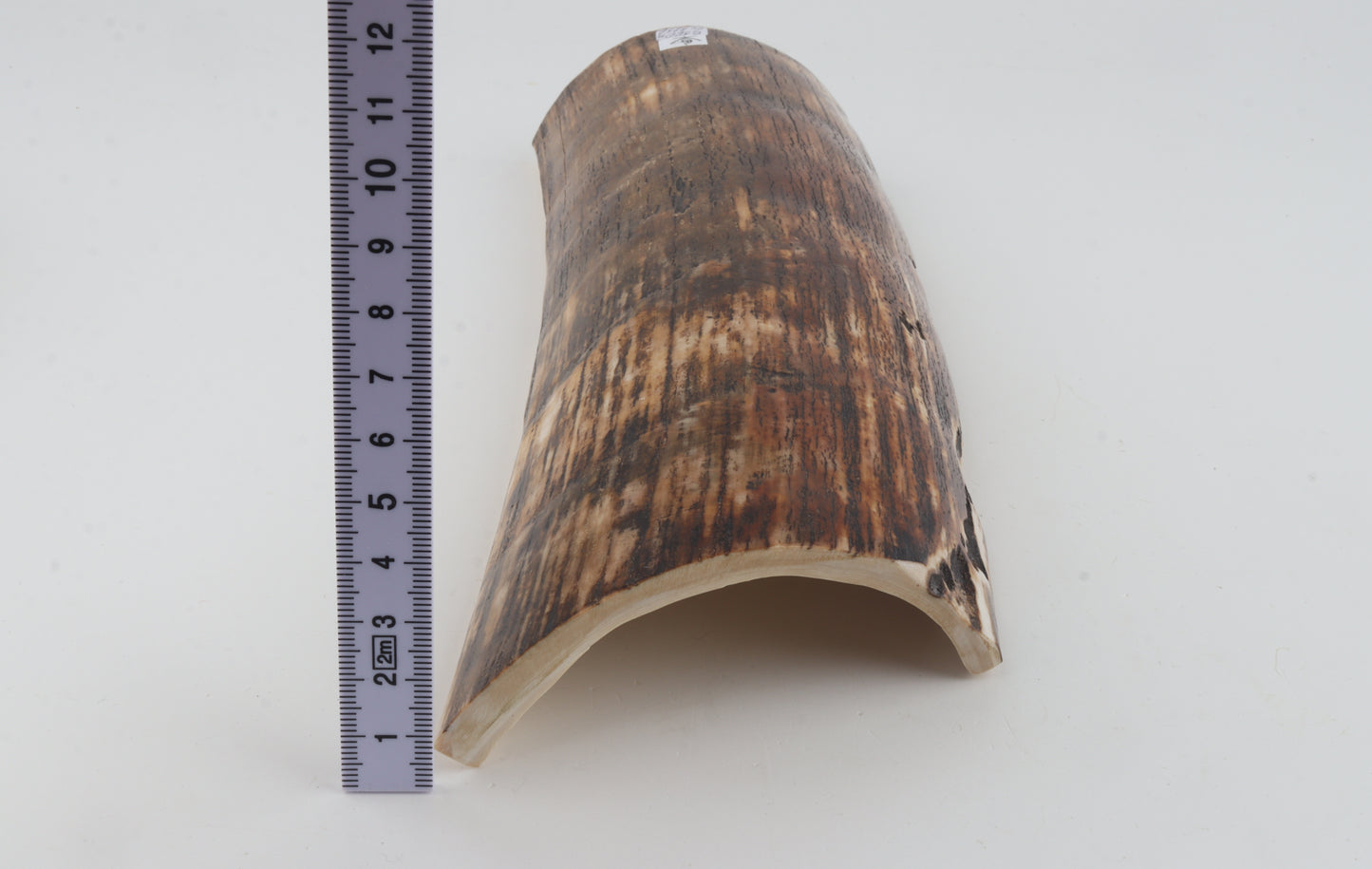Brown-orange mammoth bark