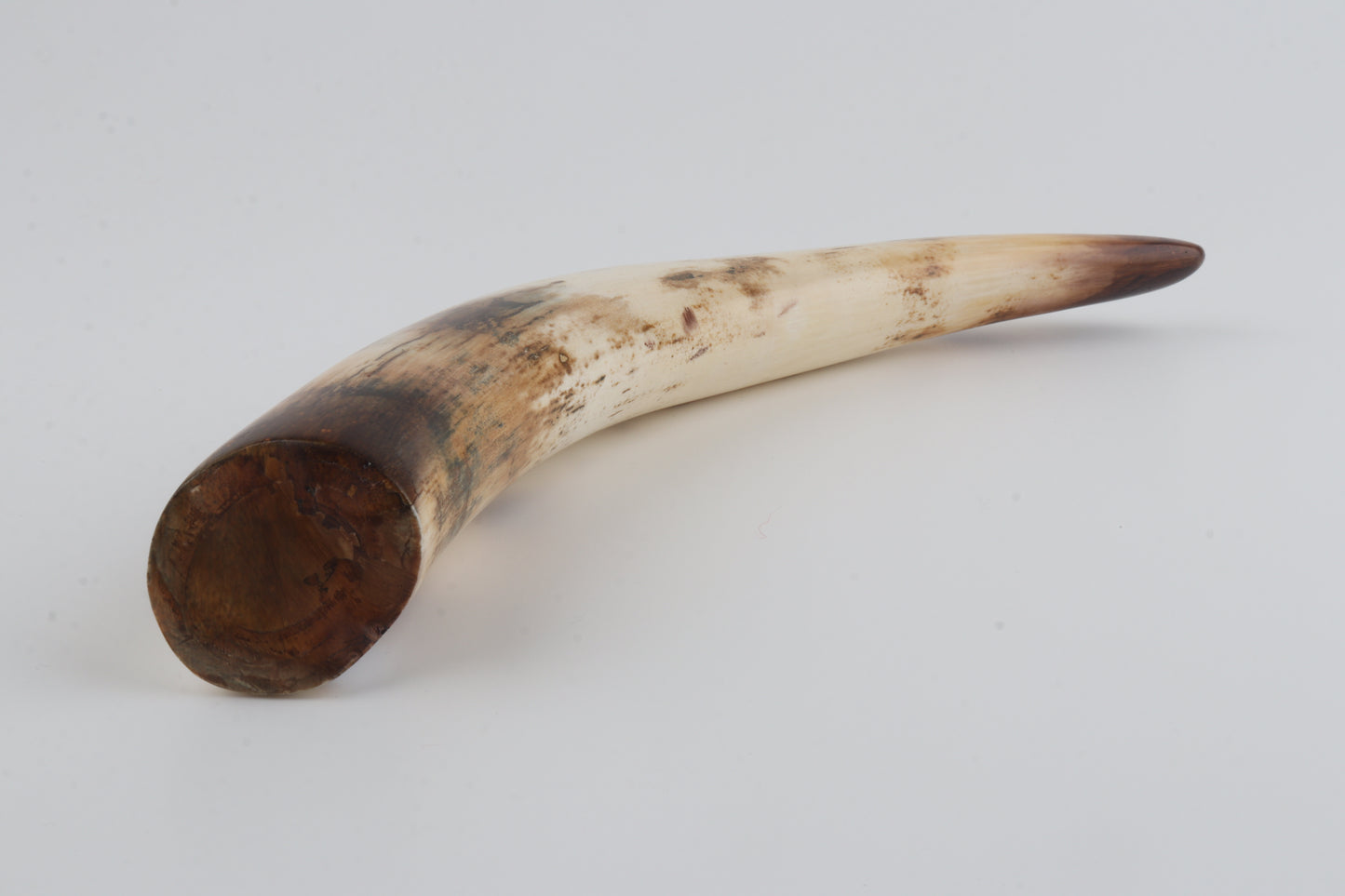 Restored woolly mammoth tusk tip