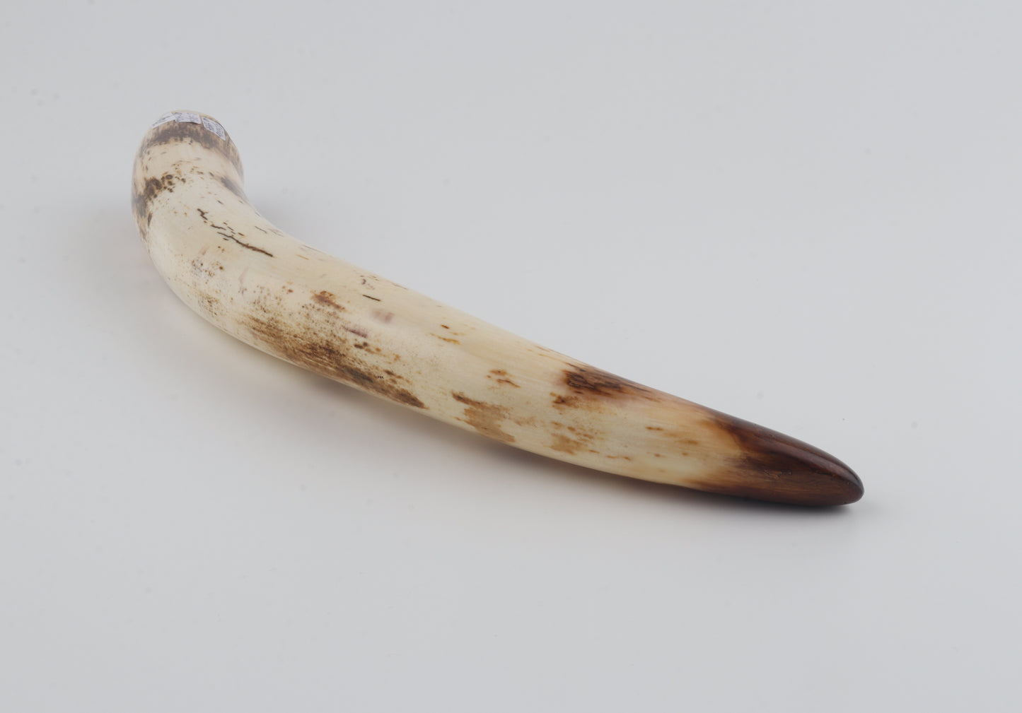 Restored woolly mammoth tusk tip