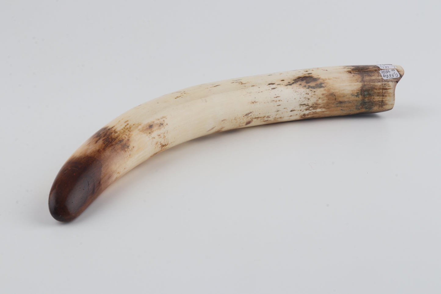 Restored woolly mammoth tusk tip