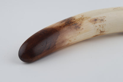 Restored woolly mammoth tusk tip