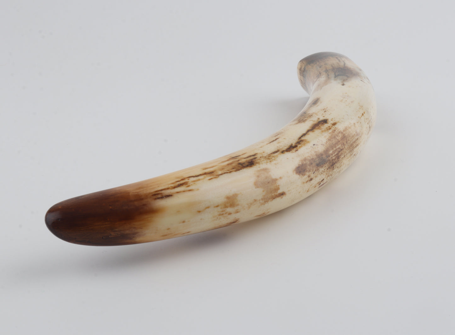 Restored woolly mammoth tusk tip