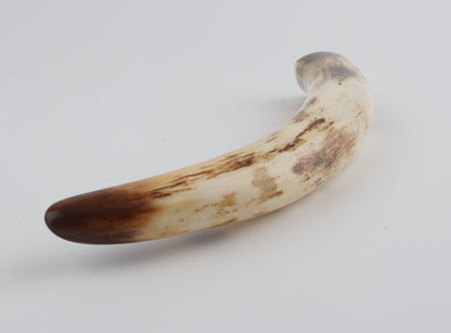 Restored woolly mammoth tusk tip
