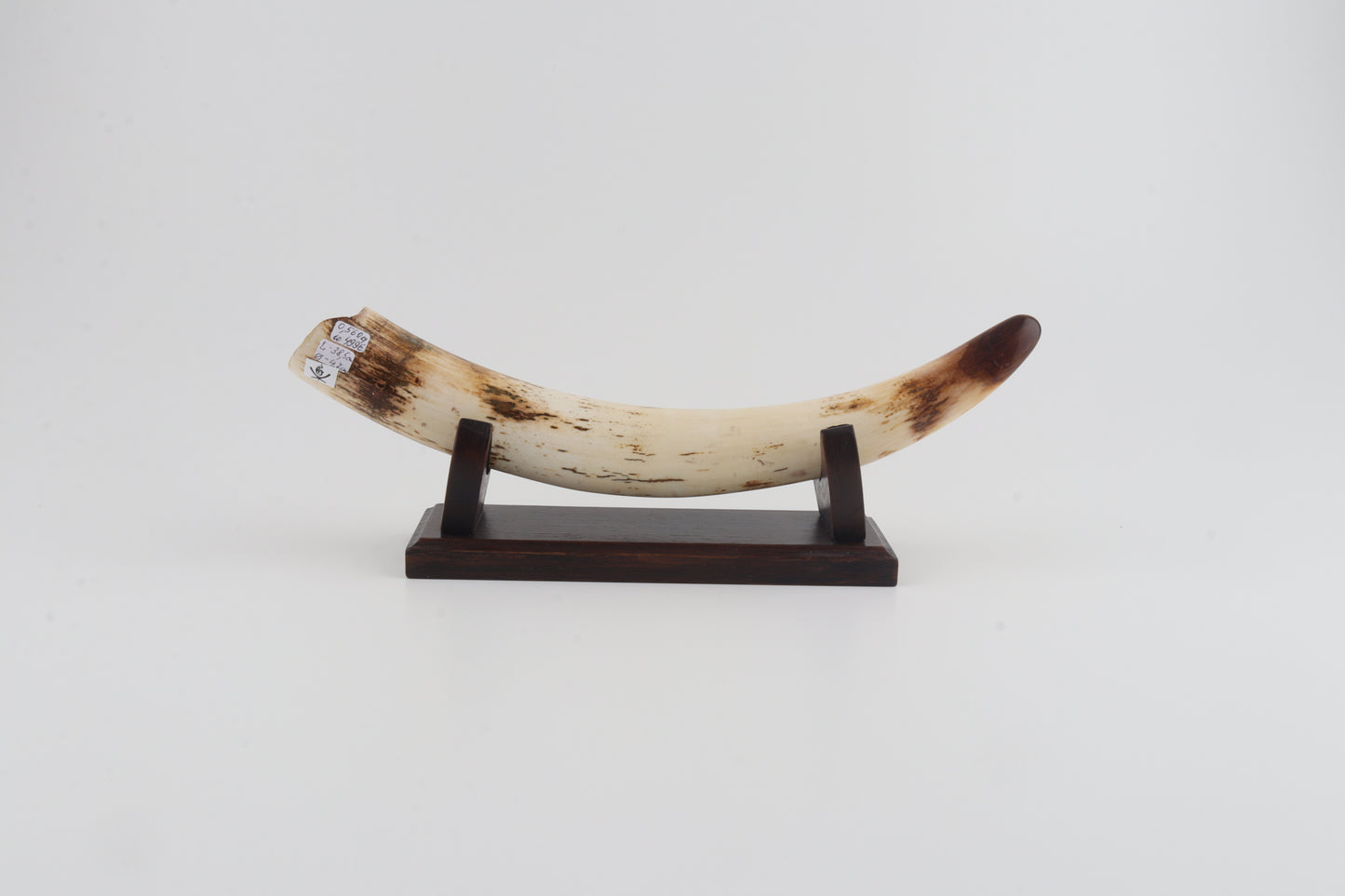 Restored woolly mammoth tusk tip